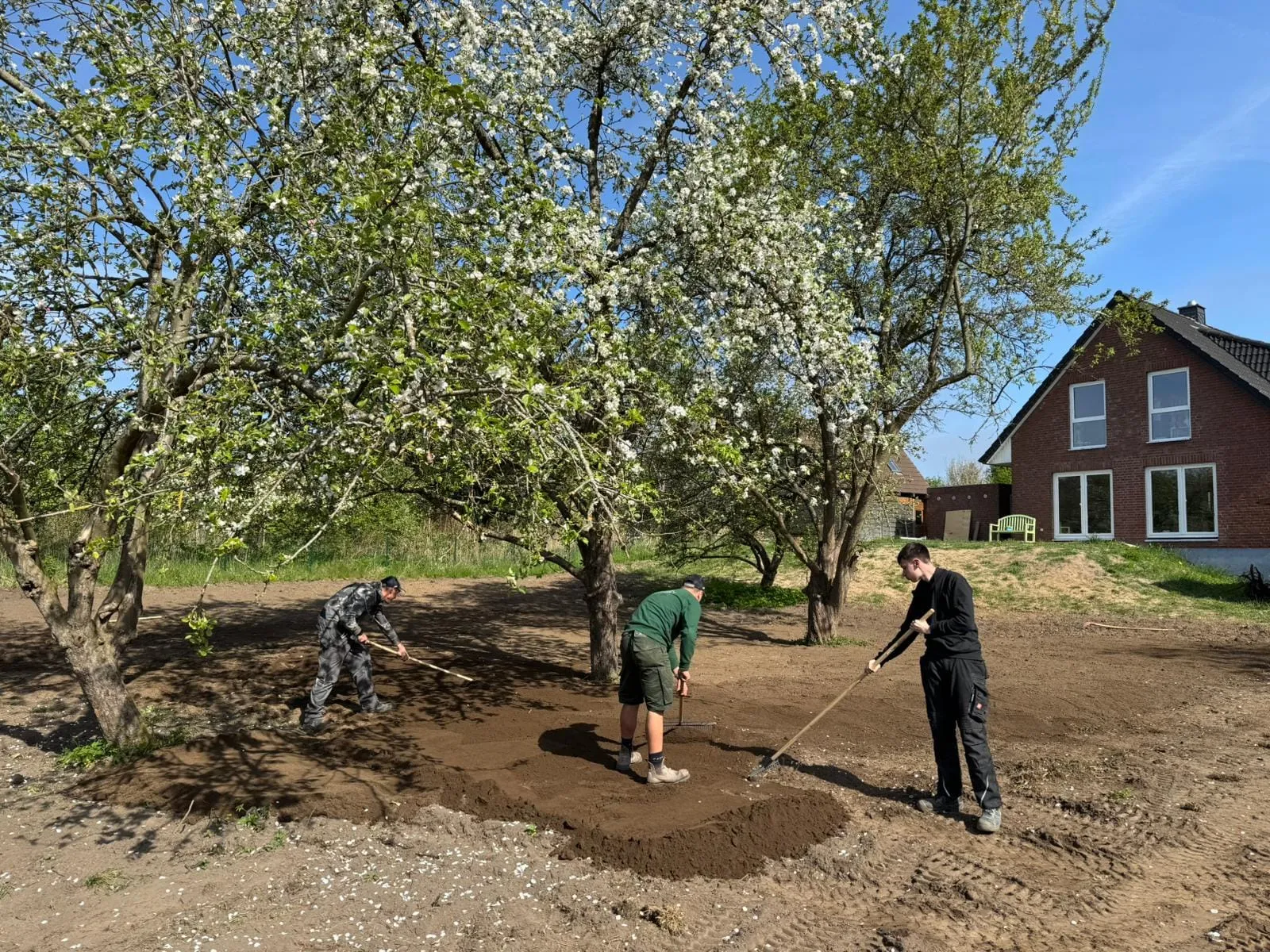 Drei Mitarbeiter ziehen unter blühenden Obstbäumen das Feinplanum einer neuen Gartenfläche ab