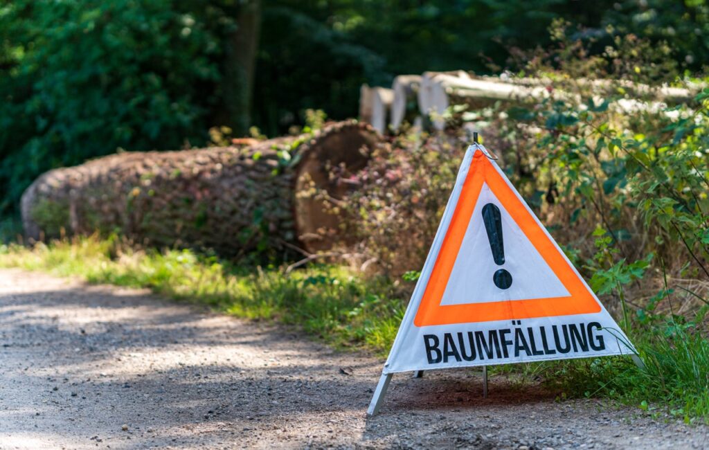 Baumfällung Heikendorf